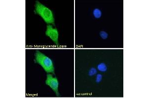 Image no. 8 for anti-Monoglyceride Lipase (MGLL) (Internal Region) antibody (ABIN334436)