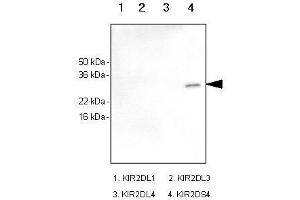 Image no. 1 for anti-Killer Cell Immunoglobulin-Like Receptor, Two Domains, Short Cytoplasmic Tail, 4 (KIR2DS4) antibody (ABIN934017)