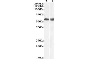 Image no. 2 for anti-Histone Deacetylase 1 (HDAC1) (C-Term) antibody (ABIN5539534)