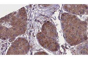 Image no. 3 for anti-Natural Cytotoxicity Triggering Receptor 1 (NCR1) antibody (ABIN6263643)