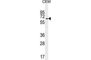 Image no. 1 for anti-UNC Homeobox (UNCX) (AA 389-417), (C-Term) antibody (ABIN955454)