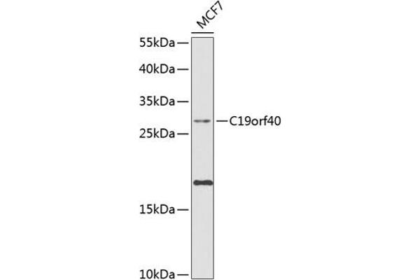 FAAP24 antibody  (AA 1-215)