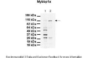Image no. 2 for anti-Myb-Binding Protein 1A (MYBBP1A) (C-Term) antibody (ABIN2780310)