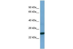 Image no. 1 for anti-Tescalcin (TESC) (C-Term) antibody (ABIN2787042)