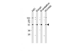 anti-RGM Domain Family, Member B (RGMB) (AA 376-406), (C-Term) antibody