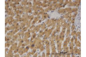 Image no. 3 for anti-Cytochrome B5 Type A (Microsomal) (CYB5A) (AA 1-134) antibody (ABIN514806)