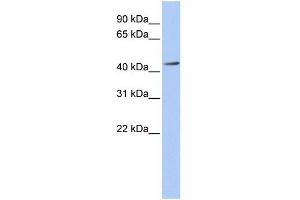 Image no. 2 for anti-Acetyl-CoA Acyltransferase 1 (ACAA1) antibody (ABIN631524)