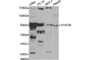 Western blot analysis of extracts of various cell lines, using STAT5B antibody.