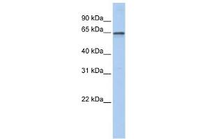 Image no. 1 for anti-Adenosylhomocysteinase-Like 1 (AHCYL1) (N-Term) antibody (ABIN632455)