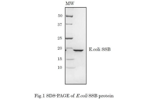 SSB Protein