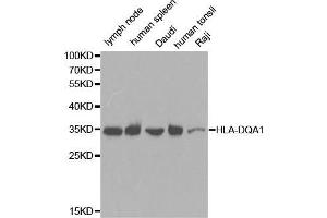 Image no. 1 for anti-Major Histocompatibility Complex, Class II, DQ alpha 1 (HLA-DQA1) antibody (ABIN3023103)