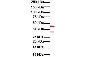 Image no. 4 for anti-Keratin 15 (KRT15) (C-Term) antibody (ABIN2792088)