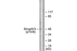 Western blot analysis of extracts from RAW264.