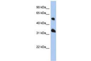 Image no. 1 for anti-Tetraspanin 33 (TSPAN33) (AA 107-156) antibody (ABIN6741379)