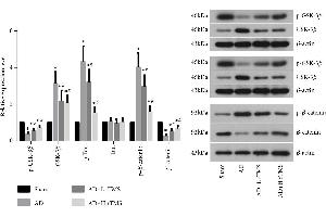 Image no. 4 for anti-Actin, beta (ACTB) (AA 1-25) antibody (ABIN4906581)
