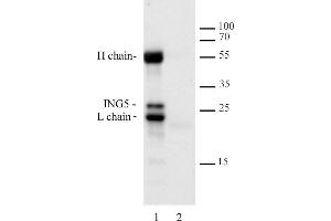 Image no. 2 for anti-Inhibitor of Growth Family, Member 5 (ING5) antibody (ABIN6972204)