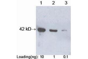 Protein A Antikörper  (HRP)