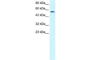 Image no. 2 for anti-Pancreatic Lipase (PNLIP) (C-Term) antibody (ABIN2778156)