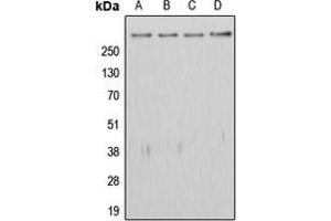 Western blot analysis of APC expression in HeLa (A), HEK293T (B), SW480 (C), rat testis (D) whole cell lysates.