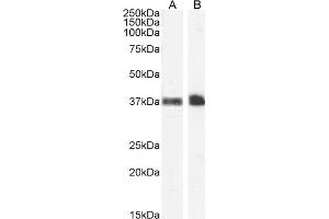 Image no. 1 for anti-Glycophorin A (GYPA) (C-Term) antibody (ABIN185486)