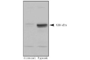 Image no. 3 for anti-Endothelial PAS Domain Protein 1 (EPAS1) (C-Term) antibody (ABIN363383)