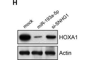 Image no. 1 for anti-Homeobox A1 (HOXA1) antibody (ABIN6141930)