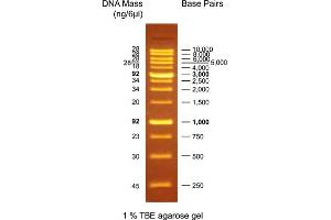 Agarose Gel Electrophoresis (AGE) image for OneMARK B DNA Ladder (ABIN2868516)