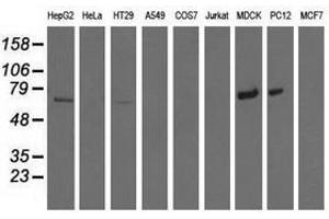 Image no. 4 for anti-Myotubularin Related Protein 14 (MTMR14) antibody (ABIN1499589)