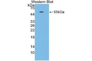 anti-Mitogen-Activated Protein Kinase 7 (MAPK7) (AA 560-793) antibody