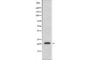 Image no. 3 for anti-Mitochondrial Ribosomal Protein L41 (MRPL41) (C-Term) antibody (ABIN6258452)