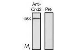 Western Blotting (WB) image for anti-Condensin, Non-SMC Subunit Cnd2 (CND2) antibody (ABIN2451943)