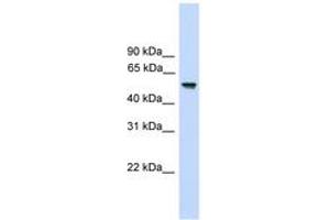 Image no. 1 for anti-Fizzy/cell Division Cycle 20 Related 1 (FZR1) (AA 35-84) antibody (ABIN6744910)