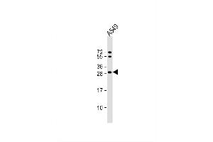 Image no. 2 for anti-Sepiapterin Reductase (SPR) (AA 231-260), (C-Term) antibody (ABIN653908)