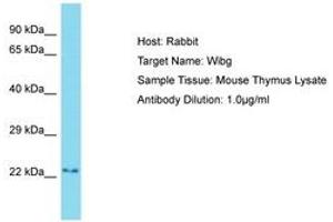 Image no. 1 for anti-Partner of Y14 and mago (WIBG) (AA 81-130) antibody (ABIN6750448)