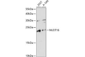 NUDT16 Antikörper  (AA 60-130)