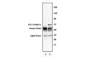 Image no. 2 for anti-Runt-Related Transcription Factor 1, Translocated To, 1 (Cyclin D-Related) (RUNX1T1) (Internal Region) antibody (ABIN6971634)