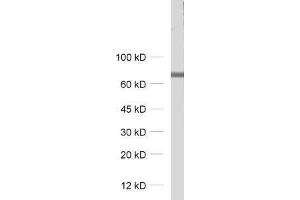 Image no. 1 for anti-T-Box Brain Gene 1 (TBR1) antibody (ABIN2690536)