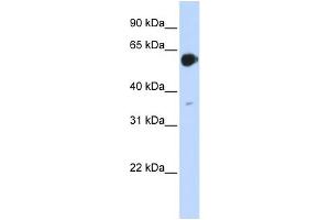 Image no. 7 for anti-Retinoic Acid Receptor, alpha (RARA) (N-Term) antibody (ABIN2778740)