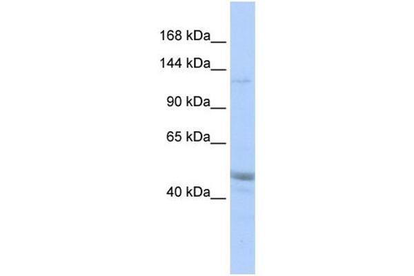 KIAA0319L Antikörper  (Middle Region)
