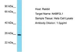 Image no. 1 for anti-NEDD4 Binding Protein 2-Like 1 (N4BP2L1) (N-Term) antibody (ABIN2791686)