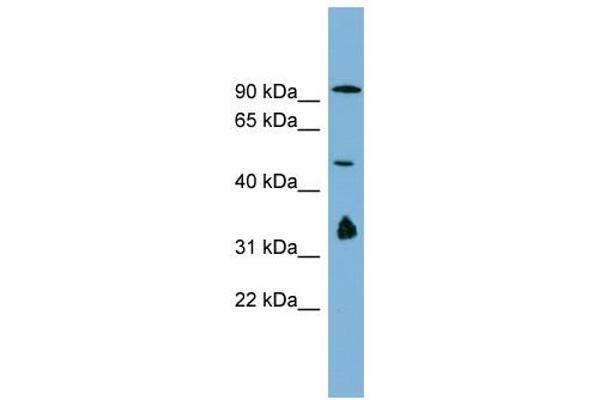 MAK10/NAA35 抗体  (N-Term)