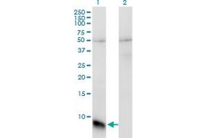 Image no. 1 for anti-G Protein gamma Transducing Activity Polypeptide 1 (GNGT1) (AA 1-74) antibody (ABIN516117)