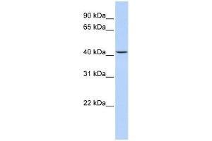 Image no. 1 for anti-Jumonji Domain Containing 5 (JMJD5) (N-Term) antibody (ABIN927456)