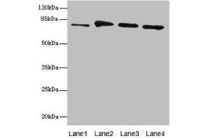 RUFY1 antibody  (AA 439-708)