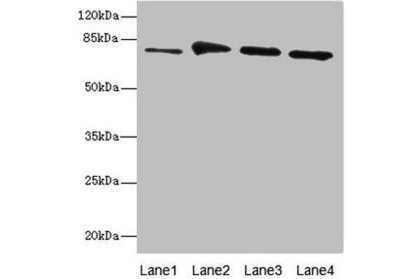 RUFY1 antibody  (AA 439-708)
