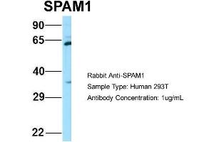 Image no. 1 for anti-Sperm Adhesion Molecule 1 (PH-20 Hyaluronidase, Zona Pellucida Binding) (SPAM1) (C-Term) antibody (ABIN2789782)