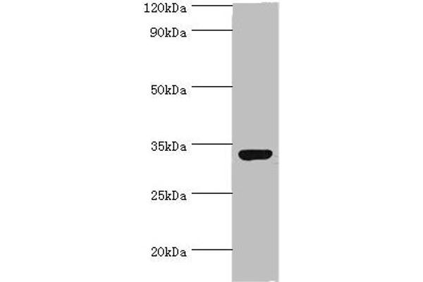 CRX antibody  (AA 120-285)