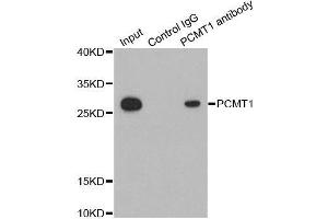 Image no. 3 for anti-Protein-L-Isoaspartate (D-Aspartate) O-Methyltransferase (PCMT1) antibody (ABIN6145317)
