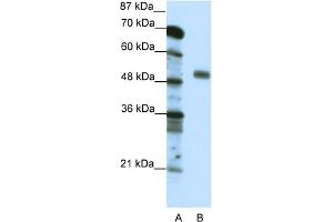 Image no. 3 for anti-Nuclear Transcription Factor Y, gamma (NFYC) (C-Term) antibody (ABIN2792552)