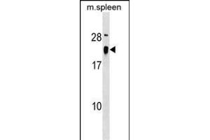 ALG13 Antibody (Center) (ABIN1538415 and ABIN2849409) western blot analysis in mouse spleen tissue lysates (35 μg/lane).